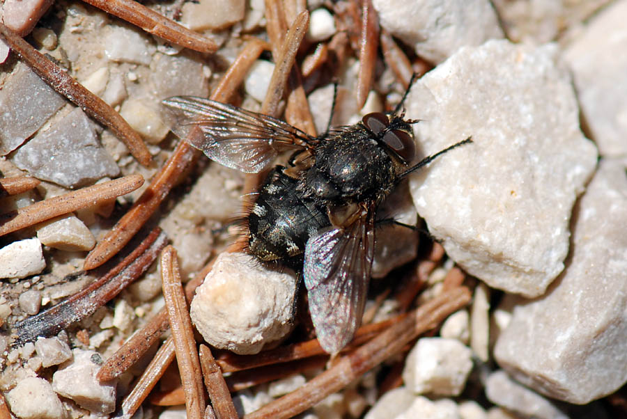 Pollenia sp. (Calliphoridae).